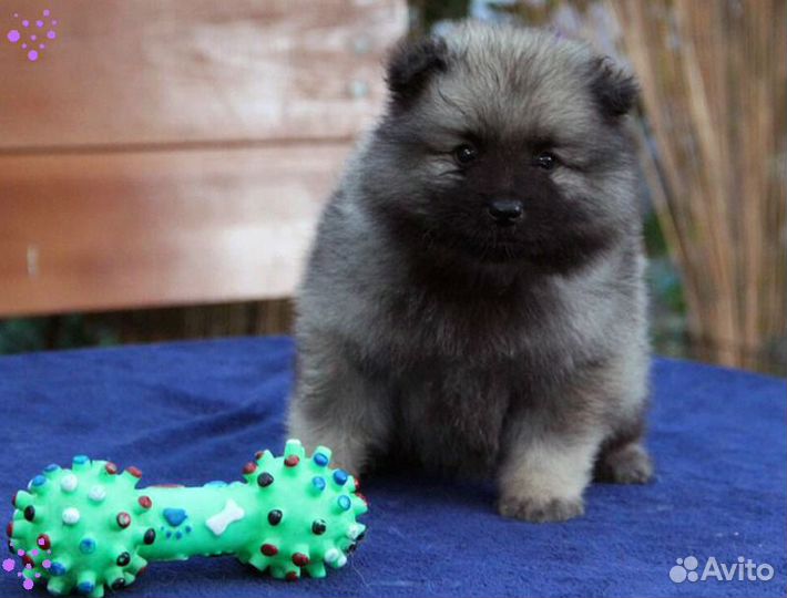 Щенки Вольфшпица