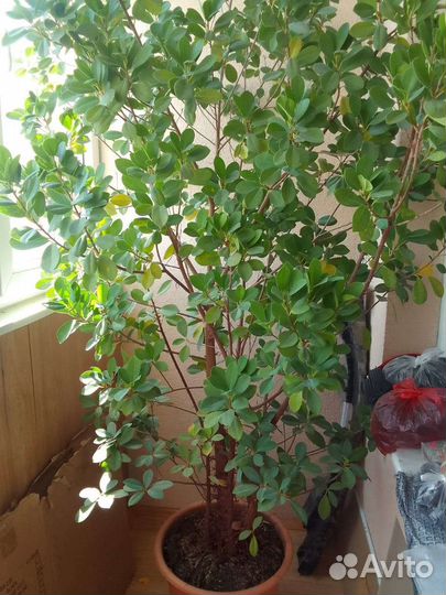 Комнатные цветы