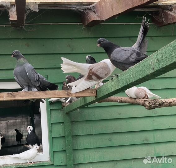 Голуби Статные Чилики
