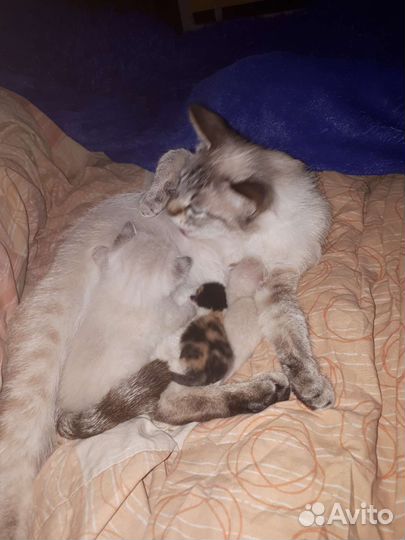 Кошка в дар бесплатно