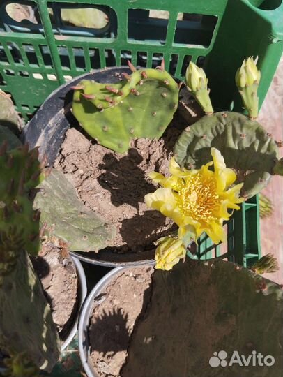 Кактус опунция(уличный)