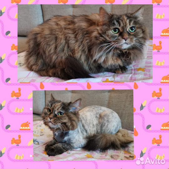 Грумер на дому