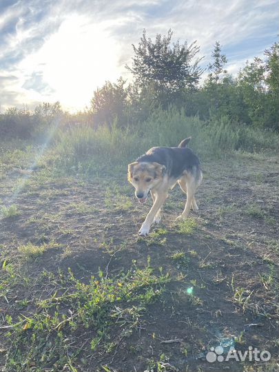 Собака в добрые руки