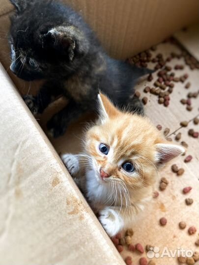 Кошка в дар бесплатно