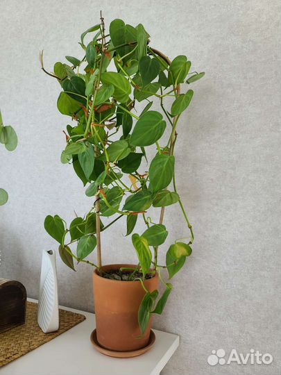 Филодендрон плющевидный