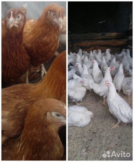 Куры несушки