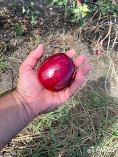 Яблоки сорт Моди