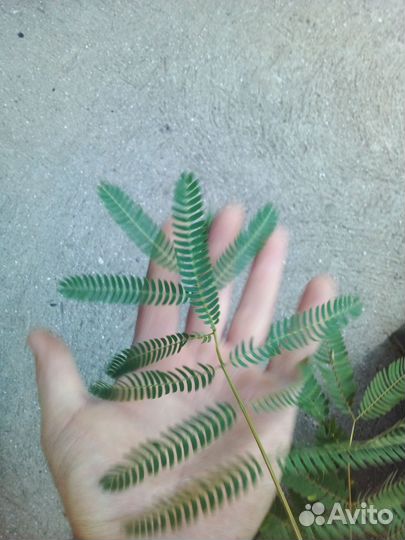 Акация ленкоранская, Альбиция