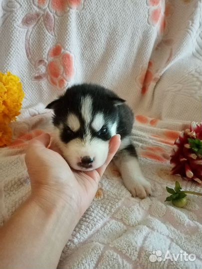 Щенки сибирской хаски