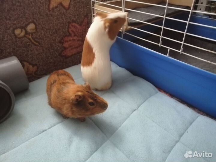 Морские свинки