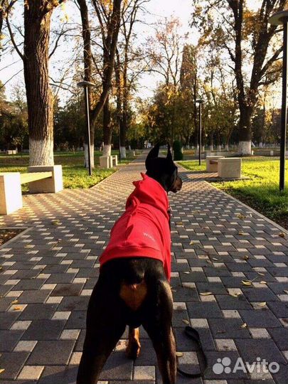 Вязка Доберман