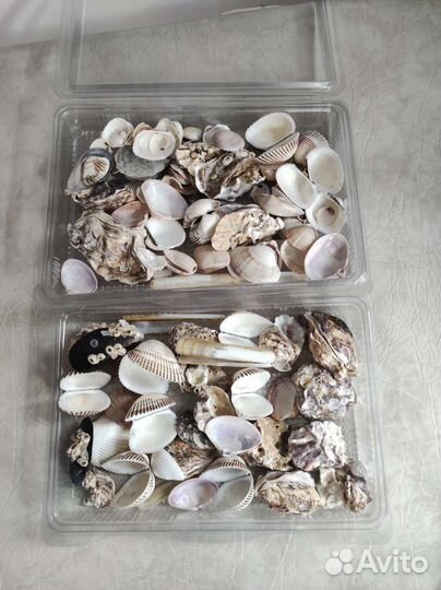 Морские ракушки раковины