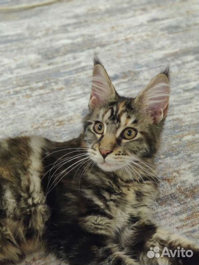 Котята мейн-кун