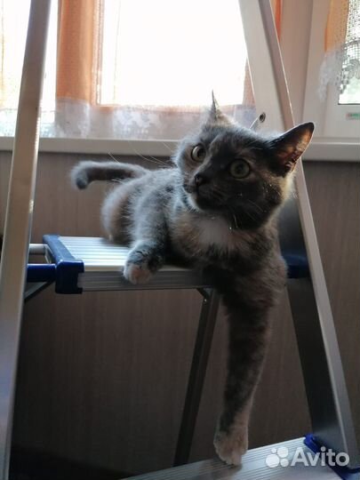 Кошка в добрые руки