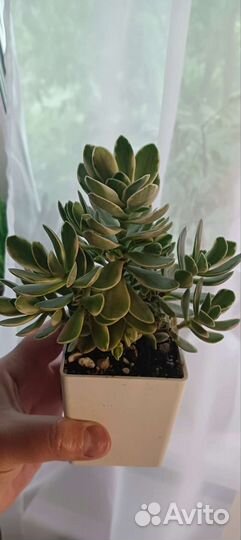 Суккуленты