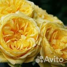 Роза спрэй Каталина