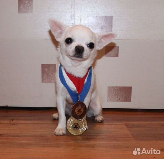 Белый мальчик вязка, опытный, выезд,ркф