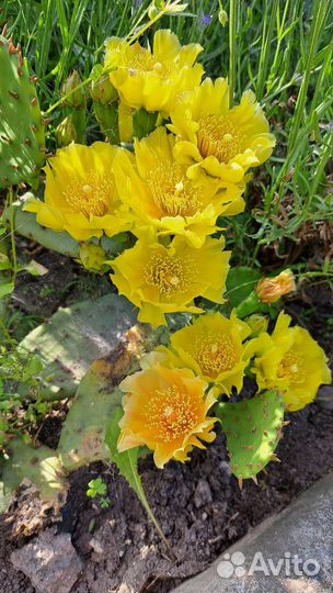 Кактус опунция уличная