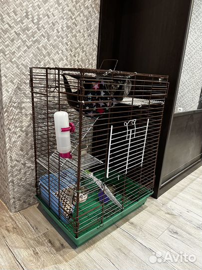 Шиншилла девочка с Родословной