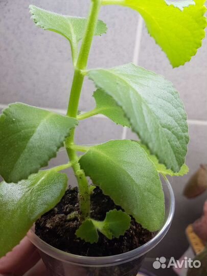 Плектрантус 