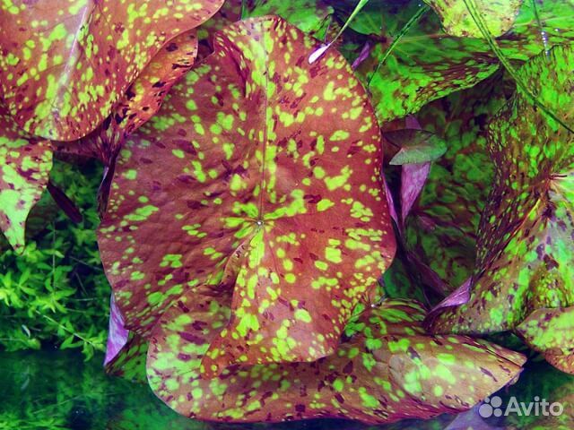 Нимфея - Nymphaea растение в аквариум