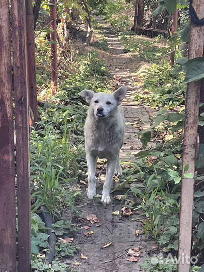 Собака в добрые руки Белка стерилизованна