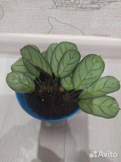 Излишки комнатных растений