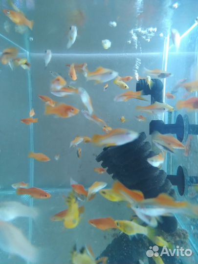 Аквариумные рыбки