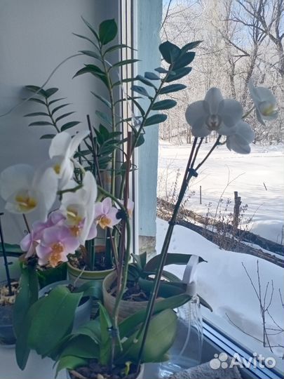 Орхидея фаленопсис