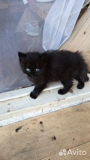 Очаровательный котенок