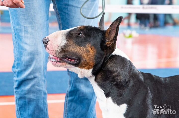 Вязка бультерьер стандартный