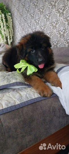 Длинношёрстные немцы