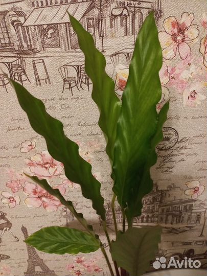 Калатея лубберса, сингониум неон пинк