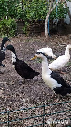 Индийский бегунок