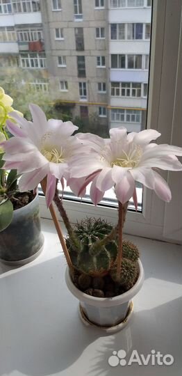Детки кактуса