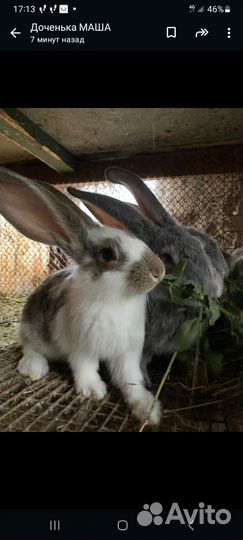 Крольчата 2-3 месяца