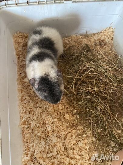 Американский тедди