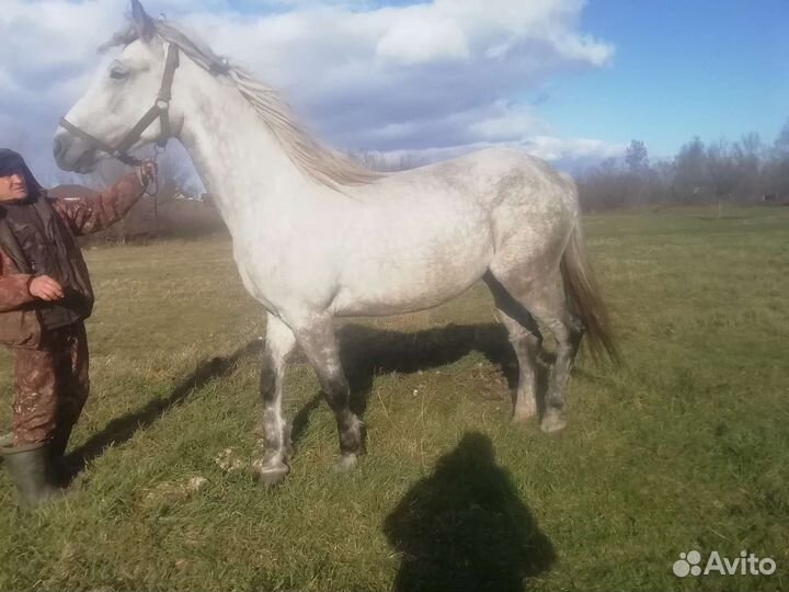 Кобыла Орловской рысистой породы и два жеребенка