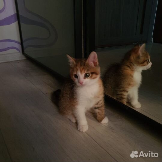 Котенок в добрые руки