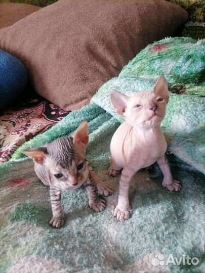 Донской сфинкс