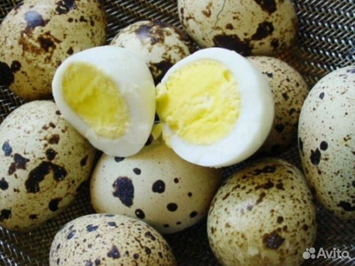 Яйца перепелиные домашние