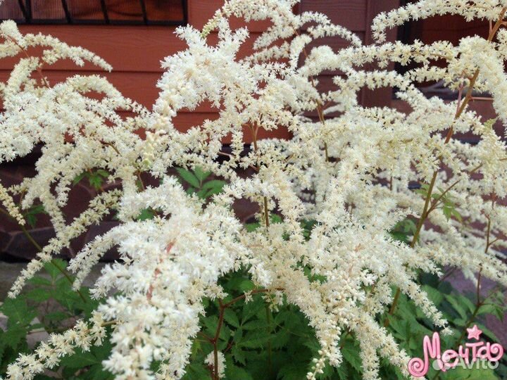 Роза неукрывная,яркая астильба, дицентра дороникум