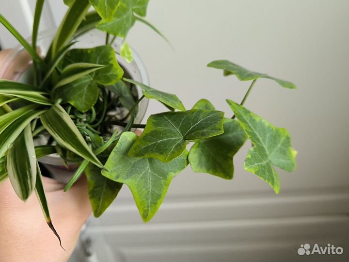 Плющ черенки