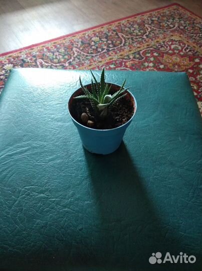 Цветы и черенки