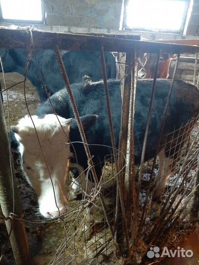 Продам 3-х бычков
