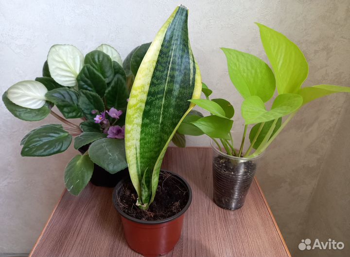 Набор растений