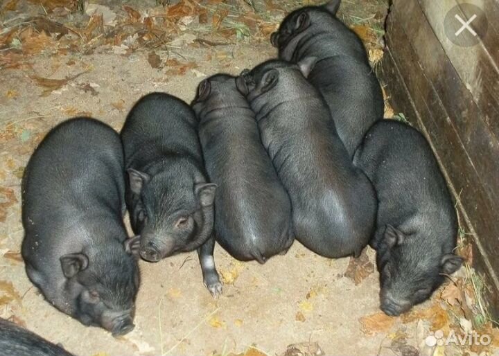 Поросята белые