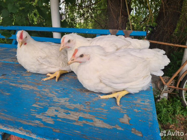 Куры Несушки