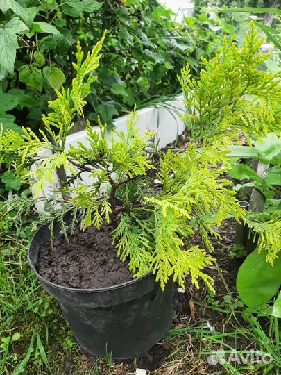 Туя западная