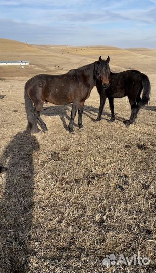 Продается жеребец карачаевской породы